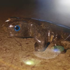 Meet your Posher, Sue